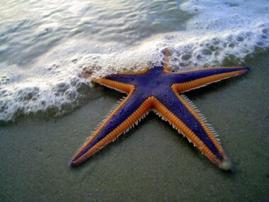 Starfish on beach